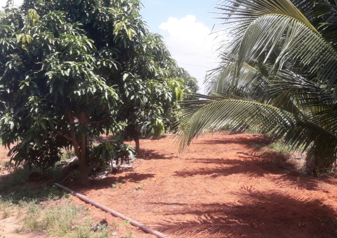 Cần bán gấp vườn thanh long tím hồng + dừa dứa đang thu hoạch xã Hàm Kiệm, Hàm Thuận Nam