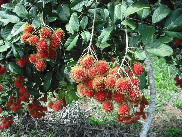 < $$$ > bác HẢI cần bán ĐẤT trồng cây ăn quả mặt tiền đường ở Bình Phước, diện tích 2000m2,  giá 2,3tr/m2 ,có sổ hồng riêng, Liên Hệ: 0373286440 (Ngân