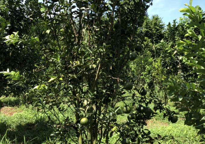 Bán đất vườn tại Ấp 4, xã Lộc Tấn, Huyện Lộc Ninh, Tỉnh Bình Phước