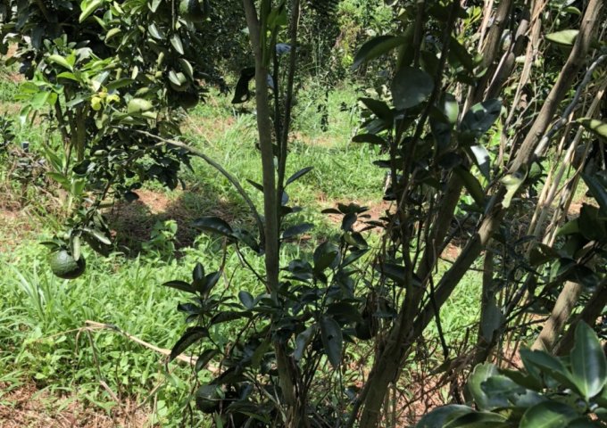 Bán đất vườn tại Ấp 4, xã Lộc Tấn, Huyện Lộc Ninh, Tỉnh Bình Phước