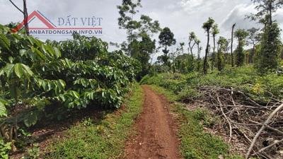 Cần bán 4.2Ha đất nông nghiệp trồng cà phê Đăk Nông