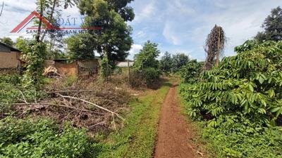 Cần bán 4.2Ha đất nông nghiệp trồng cà phê Đăk Nông