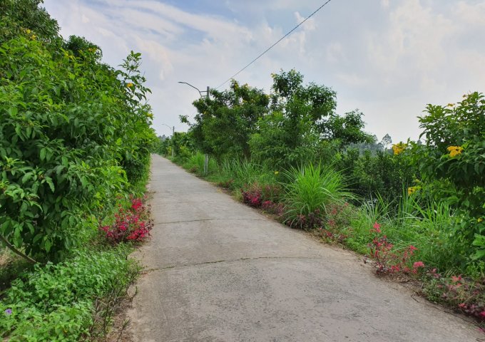 Bán 5000m² đất vườn đường Phù ly, Đông Bình -