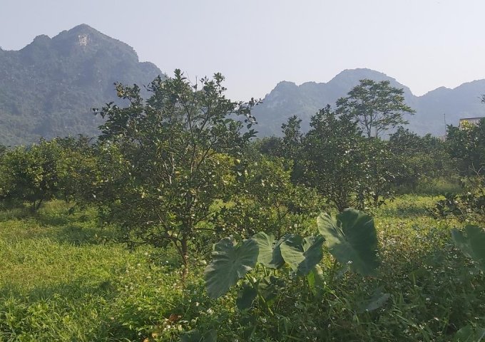 Bán đất tại Đường Quốc lộ 6, Lương Sơn,  Hòa Bình diện tích 23000m2  giá 3.5 Tỷ