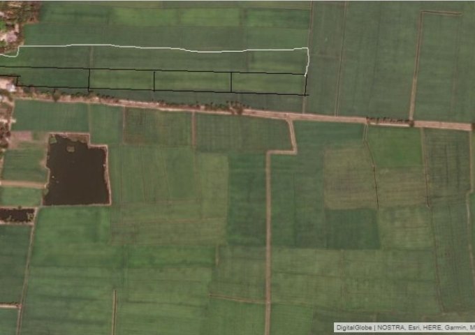 Bán đất nông nghiệp tại ấp Bưng Ràm, Hưng Điền B, Tân Hưng, Long An, giá đầu tư