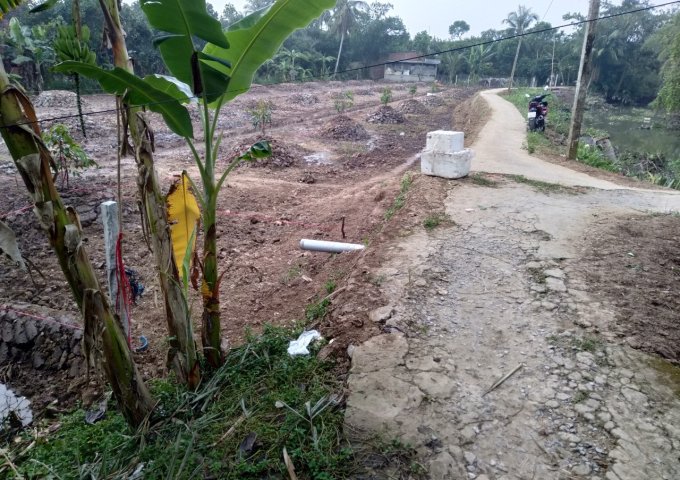 Cần bán gấp đất nông nghiệp tại xã Sơn Định, Chợ Lách, Bến Tre, giá đầu tư