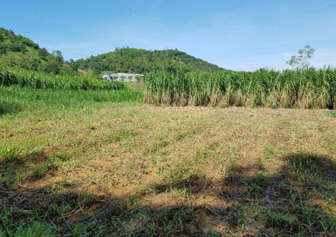 Bán Trang Trại Rộng 18,5 ha  - Xã Dray Sáp - Huyện Krông A Na - Đắc Lắc