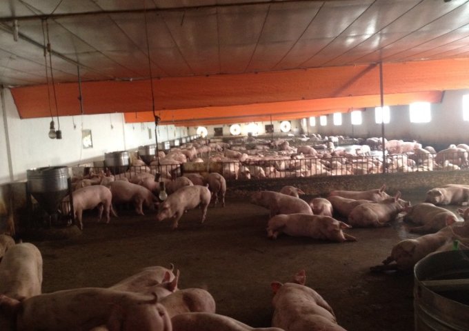 Cần bán 1 trang trại lợn thịt dt hơn 10.000m2 ở Tân Liên, Vĩnh Bảo