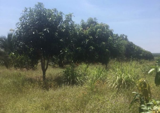 Cần bán gấp vườn thanh long ruột đỏ + dừa dứa đang thu hoạch xã Hàm Kiệm, Hàm Thuận Nam (có bán lẻ)