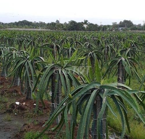 Chính chủ cần Cho thuê đất đã trồng thanh long 18 tháng tuổi rẻ tại địa chỉ: Ấp 2, Xã Tân Thành, Huyện Thủ Thừa, Long An