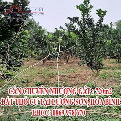 CẦN CHUYỂN NHƯỢNG GẤP ĐẤT THỔ CƯ TẠI LƯƠNG SƠN, HÒA BÌNH