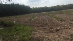Chính chủ Cần bán gấp 1,3 mẫu đất cao su ở Huyện Tân Biên - Tây Ninh
