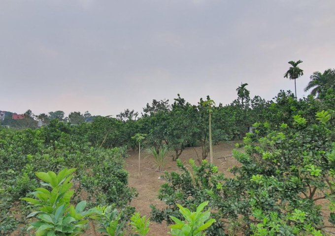 Cần bán 2938m2 đất có ao thả cá, làm nghỉ dưỡng tuyệt đẹp, tại TT Xuân Mai, Chương Mỹ, Hà Nội