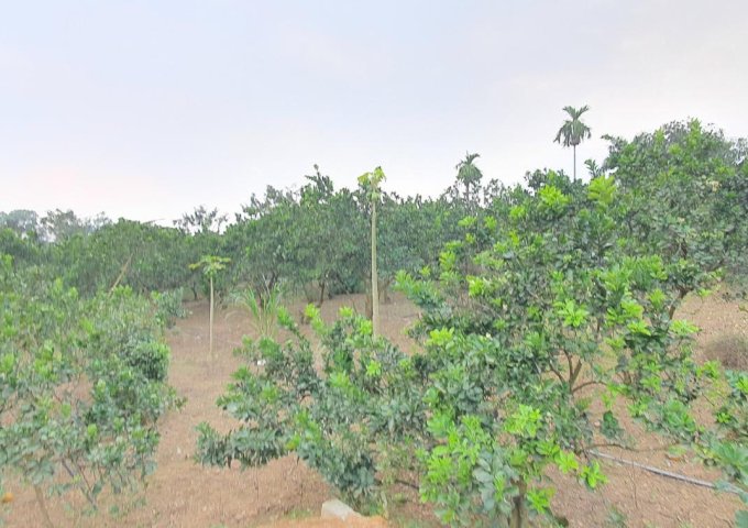 Cần bán 2938m2 đất có ao thả cá, làm nghỉ dưỡng tuyệt đẹp, tại TT Xuân Mai, Chương Mỹ, Hà Nội