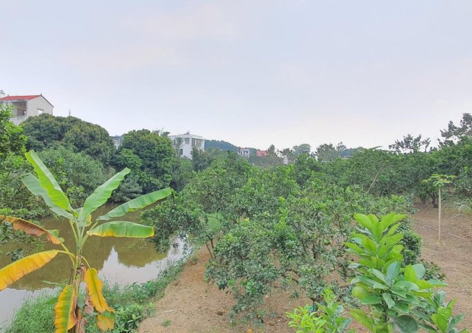 Cần bán 2938m2 đất có ao thả cá, làm nghỉ dưỡng tuyệt đẹp, tại TT Xuân Mai, Chương Mỹ, Hà Nội