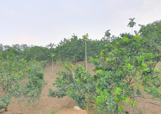 Cần bán 2938m2 đất có ao thả cá, làm nghỉ dưỡng tuyệt đẹp, tại TT Xuân Mai, Chương Mỹ, Hà Nội