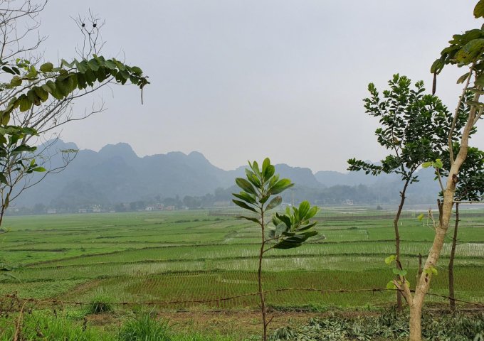 Chỉ với 550 triệu sở hữu ngay 1000m2 đất view cánh đồng làm nghỉ dưỡng tại Lương Sơn, Hòa Bình.