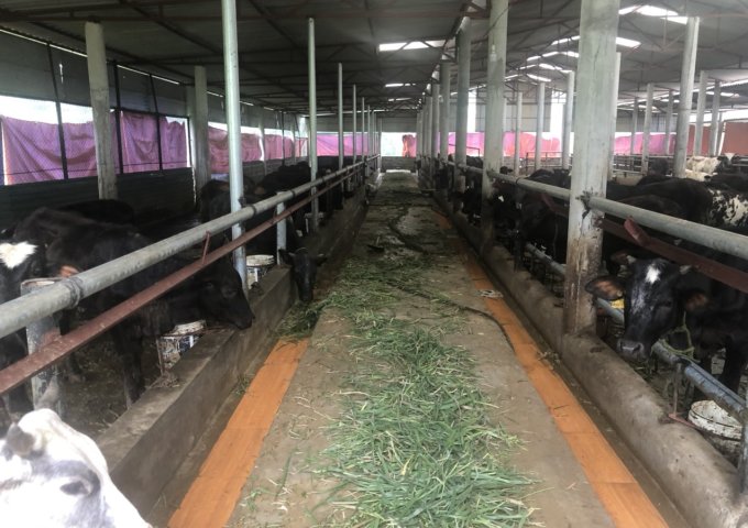 Bán 130.000m2 trang trại chăn Bò quy mô lớn đẳng cấp quốc tế tại Hợp Châu Lương Sơn giá rẻ.