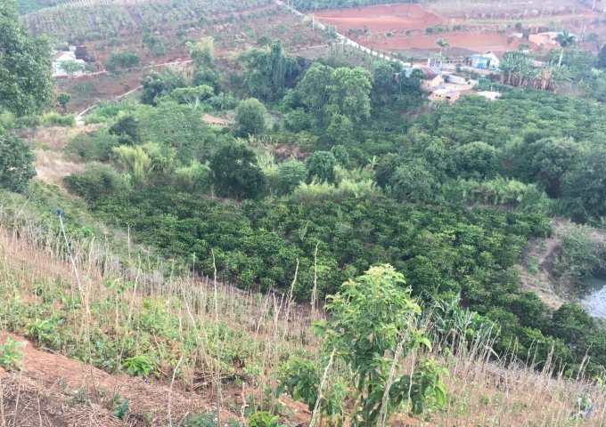 Chính chủ cần bán gấp 8000m2 và 6000m2 đất xào tại xã Đông Thanh huyện Lâm Hà tỉnh Lâm Đồng