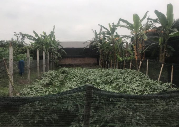 Gia đình cần bán mảnh đất trồng cây lâu năm thời hạn 50 năm DT 192m2 750 triệu Đông La Yên Nghĩa .0344818888.