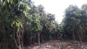 Cần bán đất vườn tại Phường 6 - TP. Cao Lãnh – Tỉnh Đồng Tháp
