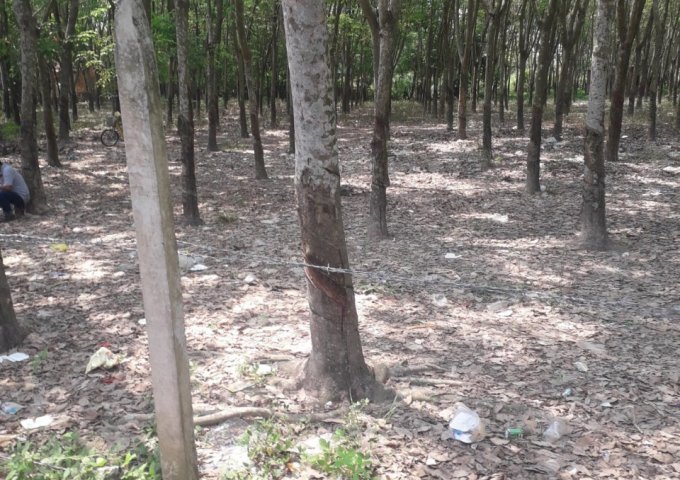Bán đất mặt tiền đối diện trường tiểu học ấp Suối Cao A, xã Phước Đông, huyện Gò Dầu, Dt 8900m2