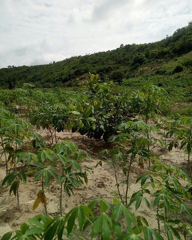 Cần bán 3 mẫu 2 đất ở xã Tân Đức, huyện Hàm Tân, tỉnh Bình Thuận