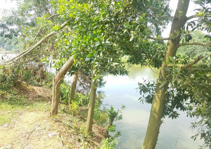 Bán gấp  1308m2 có 300m2 đất ở bám hồ tại Sơn Tây thích hợp làm nghỉ dưỡng sinh thái