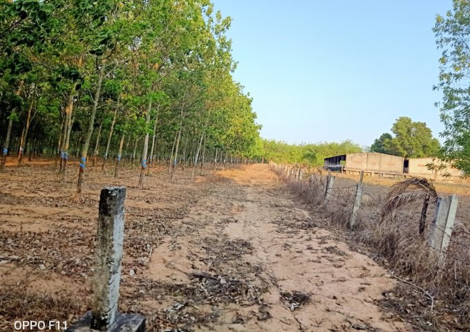 Bán 27,7ha đất cao su đất thuộc xã Tân Hà, huyện Hàm Tân, Bình Thuận