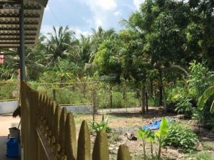 Cần Bán đất vườn dừa Phong Nẫm, Giồng Trôm, Bến Tre 5400 m2, có sẵn 2 căn nhà mới xây