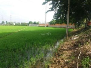 Chính chủ cần bán 1900m2 đất nông nghiệp tại QL 853, Xã Tân Phú Trung, Huyện Châu Thành, Đồng Tháp