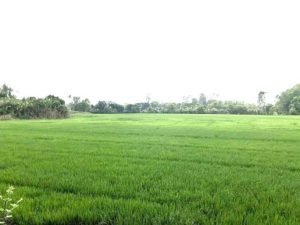 Chính chủ cần bán đất ruộng tại Phường Mỹ Phước, TP. Long Xuyên, Tỉnh An Giang