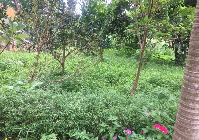 BÁN ĐẤT TẠI XÃ VÂN HÒA BA VÌ HÀ NỘI. 1317M2 CÓ 100M2 