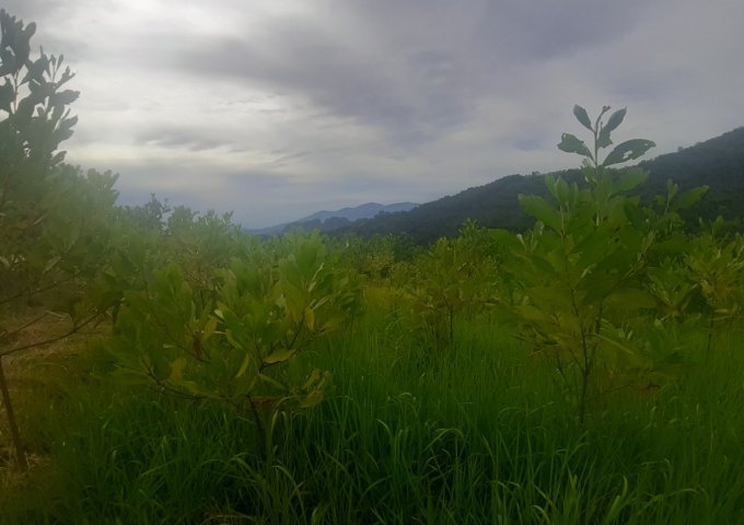 6.8ha đất rừng sản xuất view cực đẹp tại Cao Răm Lương sơn Hòa bình