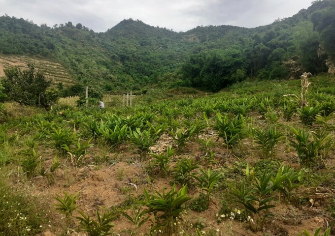 6.8ha đất rừng sản xuất view cực đẹp tại Cao Răm Lương sơn Hòa bình