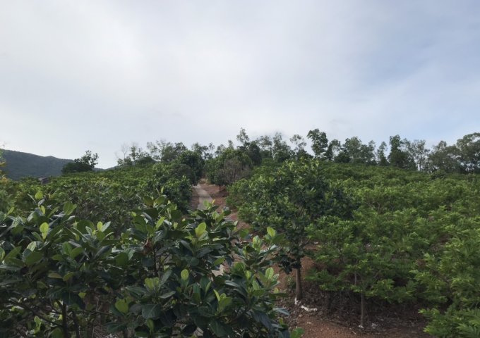 Chính chủ cần bán lô đất có vườn cây đang mùa thu hoạch khu Hố Dầu , Phường Bến Tắm,Thành Phố Chí Linh ,Hải Dương.