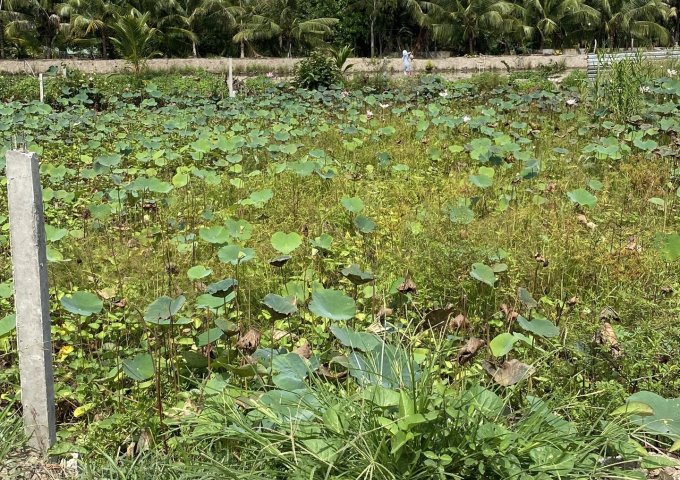 BÁN ĐẤT NỀN KẾ CHỢ GIÁO DẪN (Lộ Vòng Cung) THÔNG RA QL91B