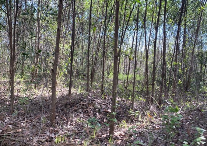 Bán đất tại Đường Dốc Sỏi, Bình Sơn,  Quảng Ngãi diện tích 1,944m2  giá 260 Triệu
