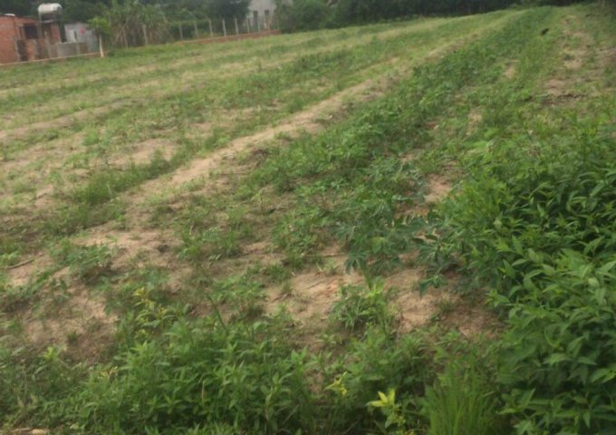 CHÍNH CHỦ BÁN NHANH LÔ ĐẤT GIÁ RẺ TẠI ẤP MỚI , TÂN PHONG, HUYỆN TÂN BIÊN ,TỈNH TÂY NINH