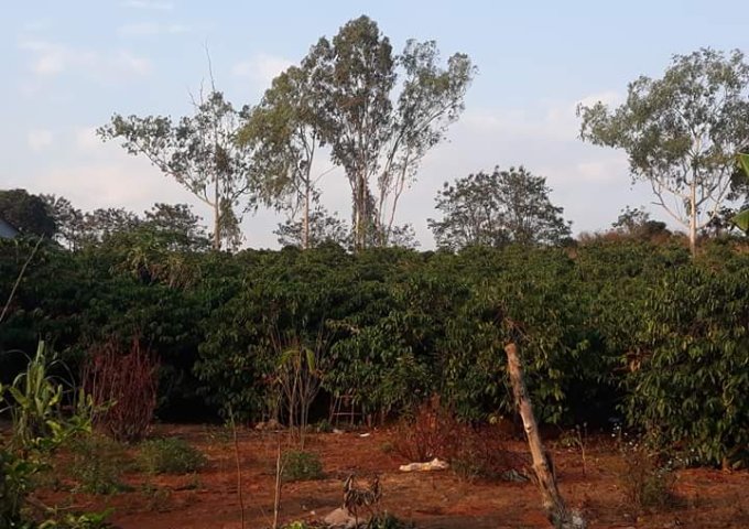 Cần bán đất chính chủ 1ha cà phê tại sóc sơn xã nam hà huyện Lâm Hà