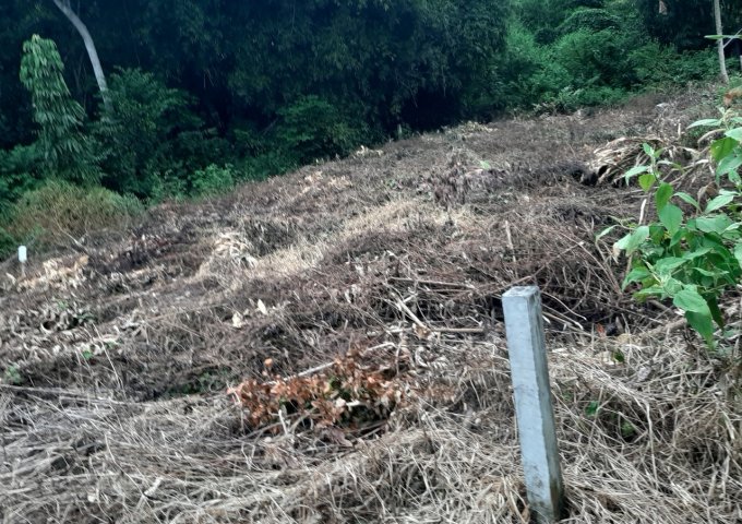 BÁN ĐẤT SÁT KHU CÔNG NGHIỆP THÀNH CÔNG , ẤP LỘC BÌNH , LỘC GIANG , ĐỨC HÒA , LONG AN