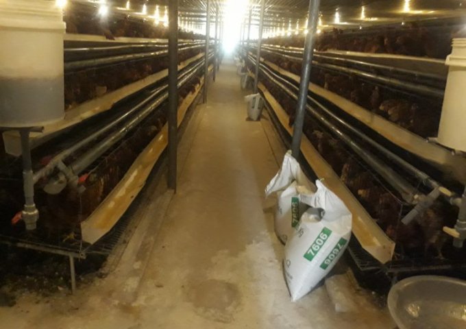 Bán gấp 2ha đường nhựa xã Thanh Bình, Trảng Bom .13,5 tỷ, tặng trại 50000 gà đẻ
