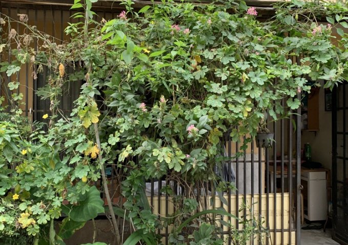 CẦN BÁN GẤP NHÀ VI BẰNG 1 TRỆT , 1 LẦU NGUYỄN THÁI SƠN, PHƯỜNG 5 , GÒ VẤP , TP HCM