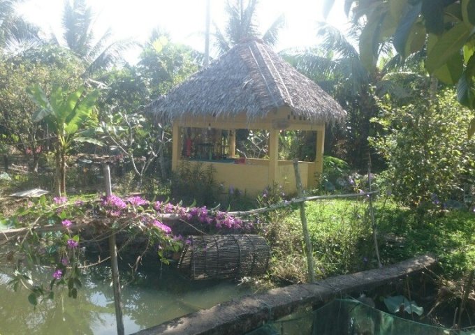 CẦN CHO THUÊ KHU NHÀ VƯỜN_ HOME STAY P.TÂN PHÚ Q.CÁI RĂNG TP.CẦN THƠ (DIỆN TÍCH 8000M2) .