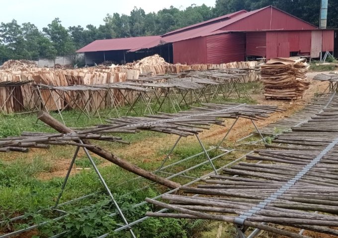 Chính chủ cần bán nhà đất và xưởng gỗ ở khu Gò Miếu , xã Sơn Tình , huyện Cẩm Khê , tỉnh Phú thọ