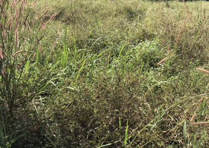 GIÁ RẺ BẤT NGỜ !! CHỈ 350 TRIỆU ĐÃ CÓ NGAY MIẾNG ĐẤT DIỆN TÍCH 7M X 13,2M VÀ 185 TRIỆU DIỆN TÍCH 4M X 13,6M GẦN TRUNG TÂM THÀNH PHỐ BIÊN HOÀ, CÁCH CÂY XĂNG 26 3KM !