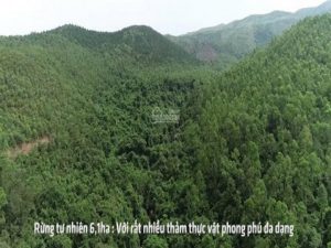 Chính chủ cần bán đất rừng tại Quảng Ninh gần 800.000 m2 (80 ha), giao thông thuận tiện, đa dạng đầu tư.