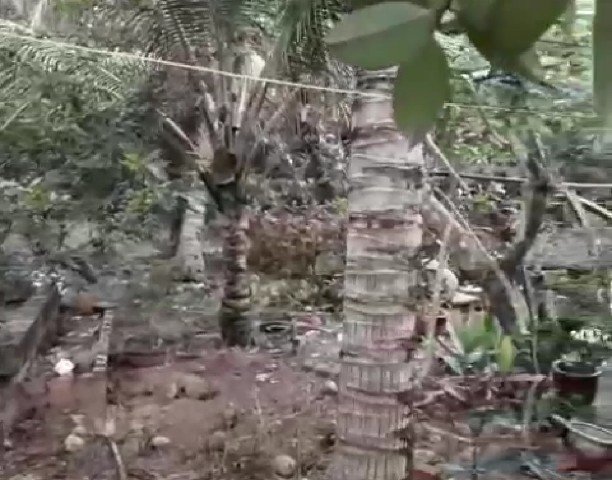 CHÍNH CHỦ CẦN BÁN ĐẤT VƯỜN ĐẸP 1.000 M2 TẠI BẾN TRE