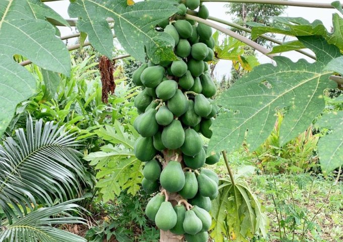 Cần Bán Lô Đất Đẹp Tại xã Cư M`gar - Huyện  Cư M`gar - Tỉnh Đắk Lắk  .1