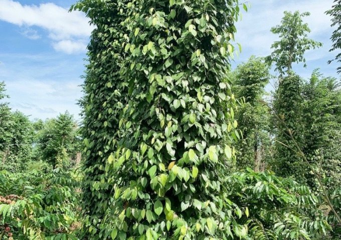 Cần Bán Lô Đất Đẹp Tại xã Cư M`gar - Huyện  Cư M`gar - Tỉnh Đắk Lắk  .1